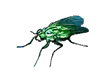 Drosophila fly icon.png